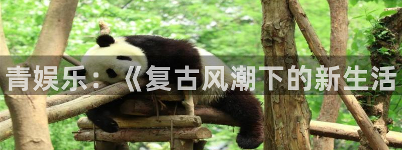 摩登7游戏官网平台：青娱乐：《复古风潮下的新生活